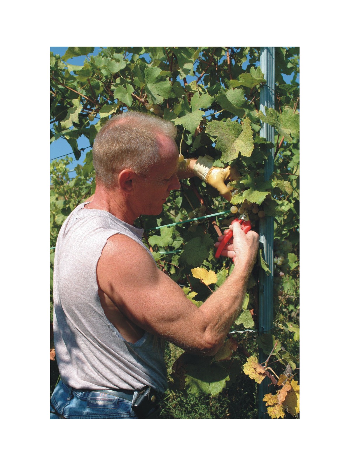 Sécateur Taille vignes