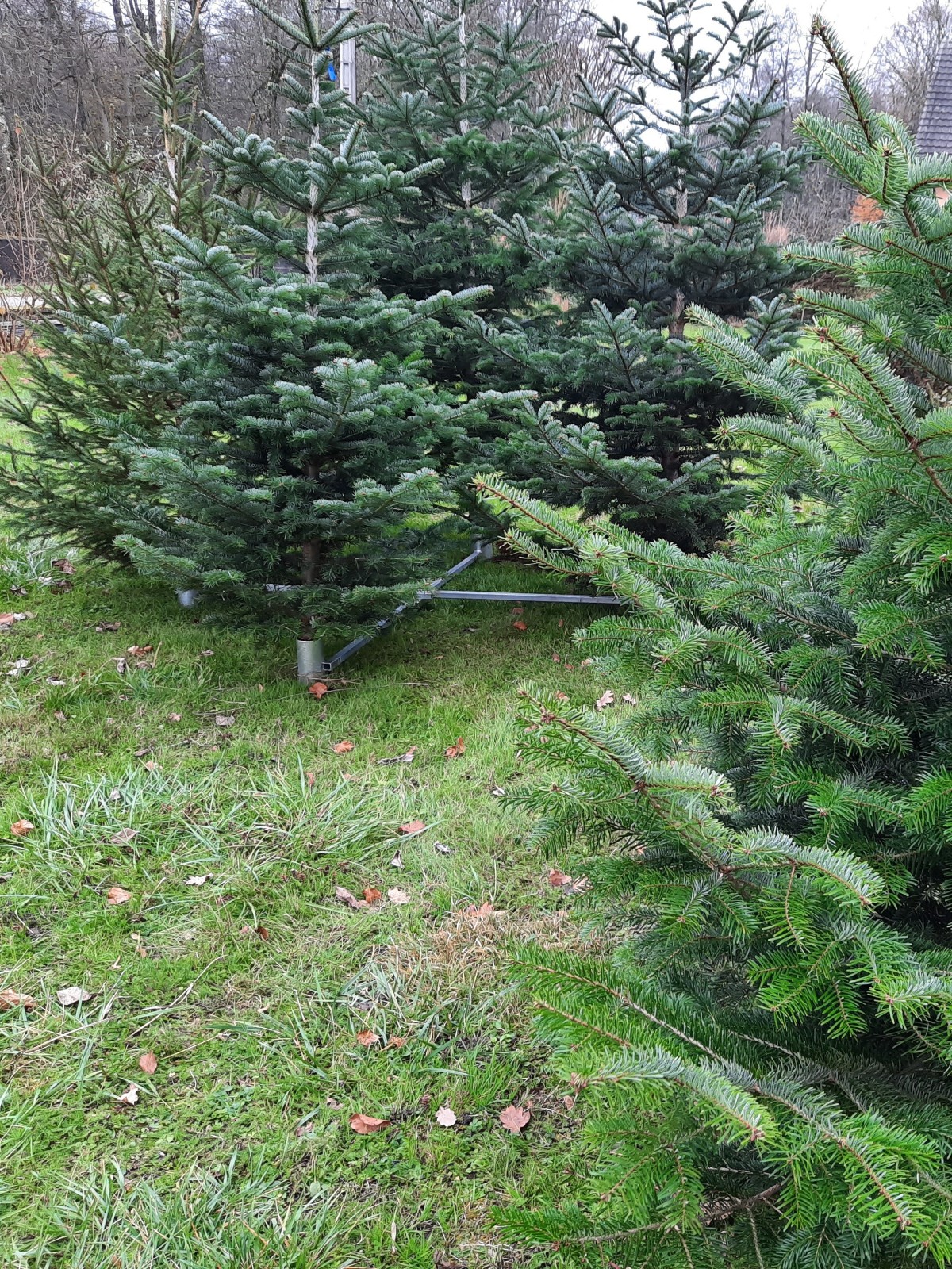 Support sapin de Noël - Coserwa