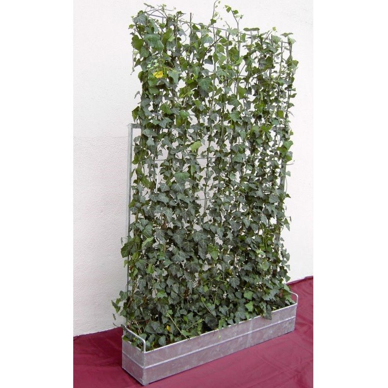 tuteur de plante grimpante