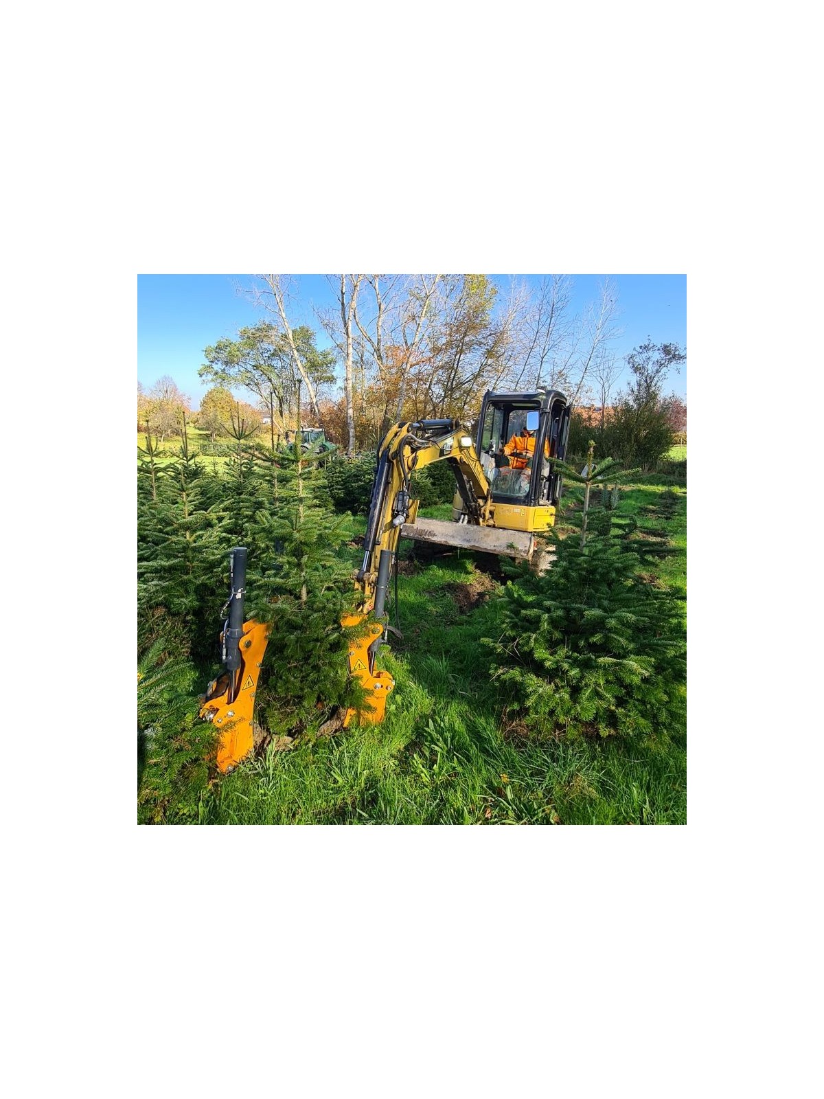 arrachage en sapin de Noel