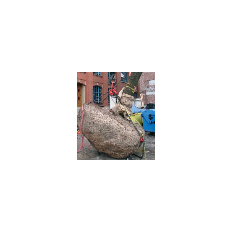 Harnais avec chaines pour arbre en motte